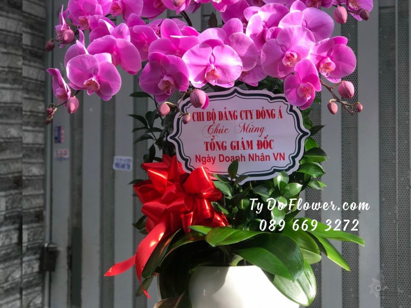L10231085 CHẬU 06 CÀNH LAN HỒ ĐIỆP TÍM Hoa Chúc Mừng Tổng Giám Đốc Ngày Doanh Nhân Việt Nam