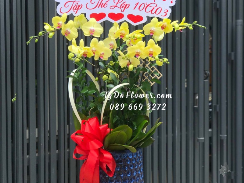 L102310100 CHẬU 05 CÀNH LAN HỒ ĐIỆP VÀNG Hoa Chúc Mừng