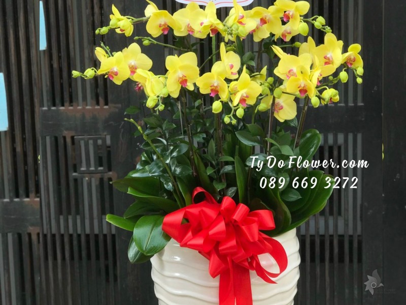 L11231104 CHẬU 08 CÀNH LAN HỒ ĐIỆP VÀNG Hoa Chúc Mừng Khai Trương