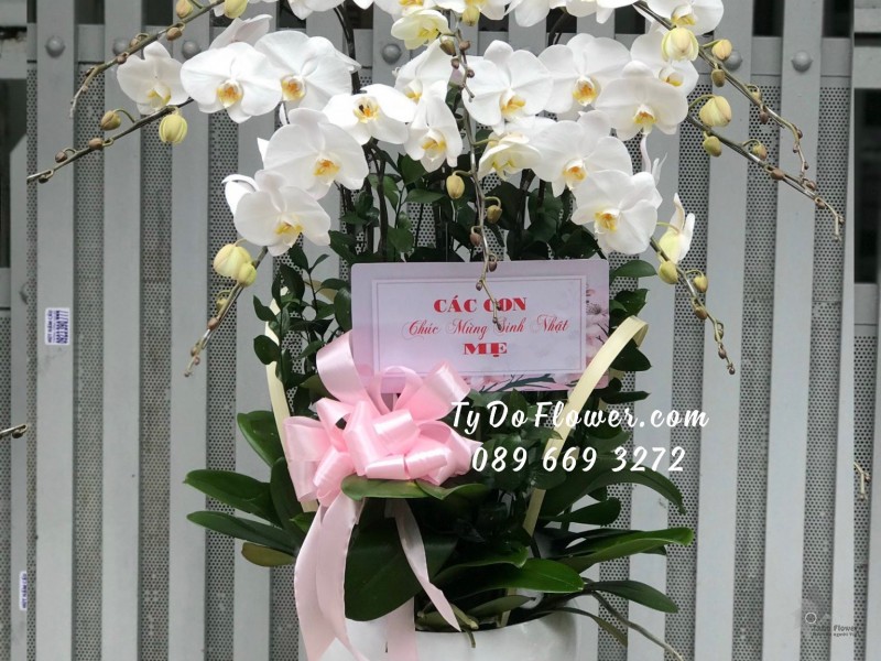 L11231133 CHẬU 07 CÀNH LAN HỒ ĐIỆP TRẮNG Hoa Chúc Mừng Sinh Nhật Mẹ