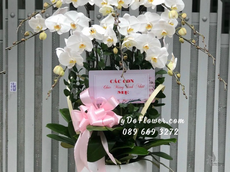 L11231149 CHẬU 07 CÀNH LAN HỒ ĐIỆP TRẮNG Hoa Chúc Mừng Sinh Nhật