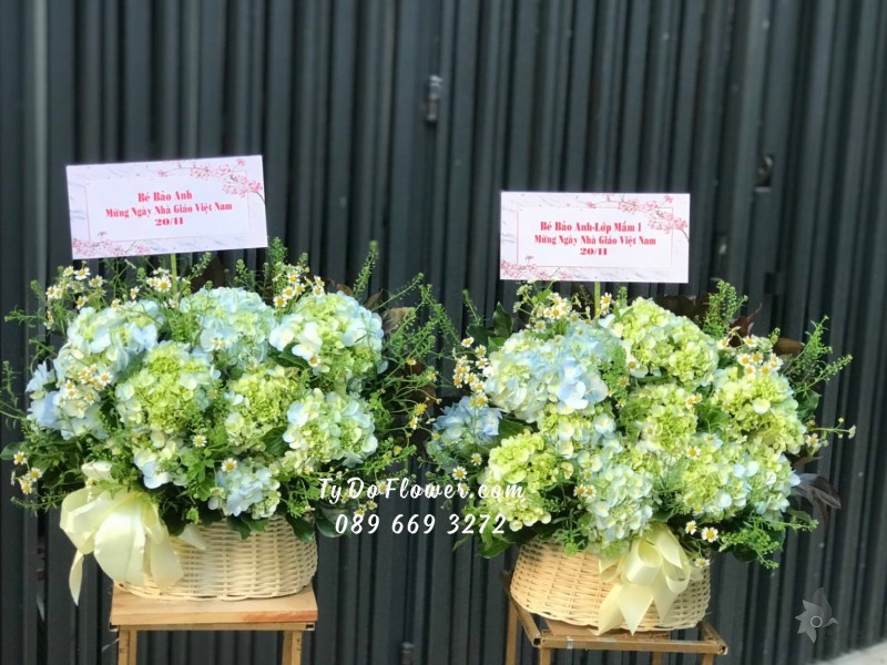 G11231153 GIỎ HOA CHÚC MỪNG thiết kế hoa Cẩm Tú Cầu xanh bơ