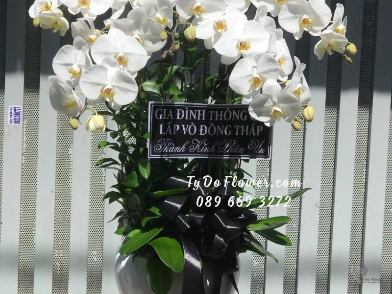 L12231194 CHẬU 05 CÀNH LAN HỒ ĐIỆP TRẮNG Hoa Chia Buồn Thành Kính Phân Ưu