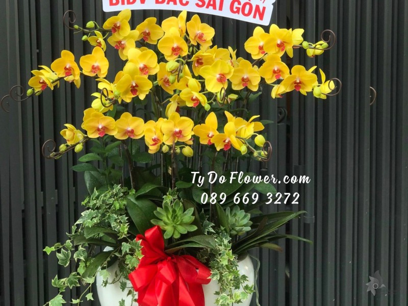 L12231204 CHẬU 10 CÀNH LAN HỒ ĐIỆP VÀNG Hoa Chúc Mừng Ngày Thành Lập