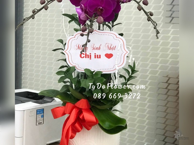 L12231208 CHẬU 03 CÀNH LAN HỒ ĐIỆP TÍM Hoa Chúc Mừng Sinh Nhật