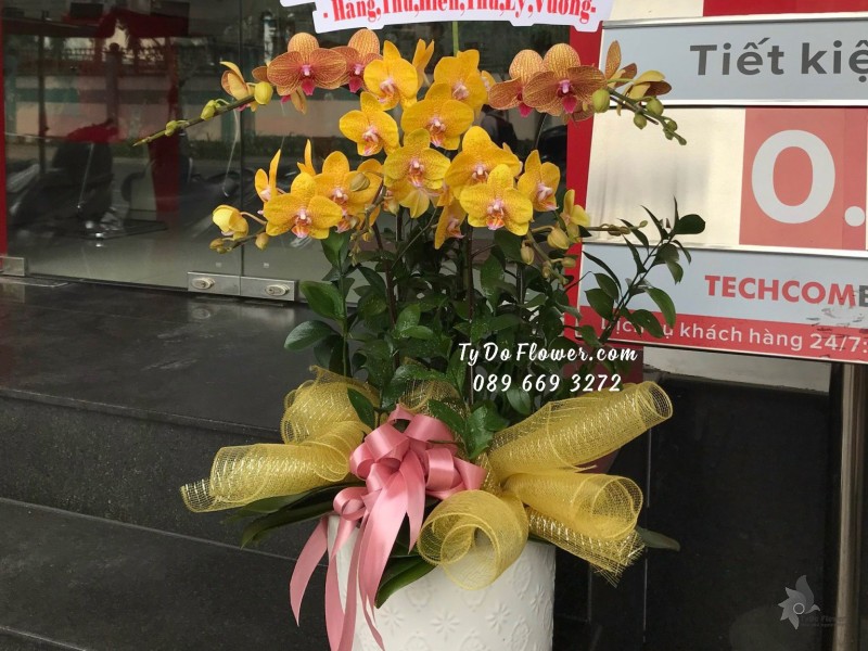 L12231212 CHẬU 5 CÀNH LAN HỒ ĐIỆP VÀNG Hoa Chúc Mừng Giám Đốc Thành Công Vượt Trội