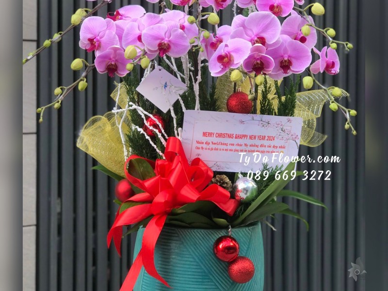 L12231221 CHẬU 7 CÀNH LAN HỒ ĐIỆP TÍM Hoa Chúc Mừng Mẹ dịp Giáng Sinh, Năm Mới, Merry Christmas Happy New Year