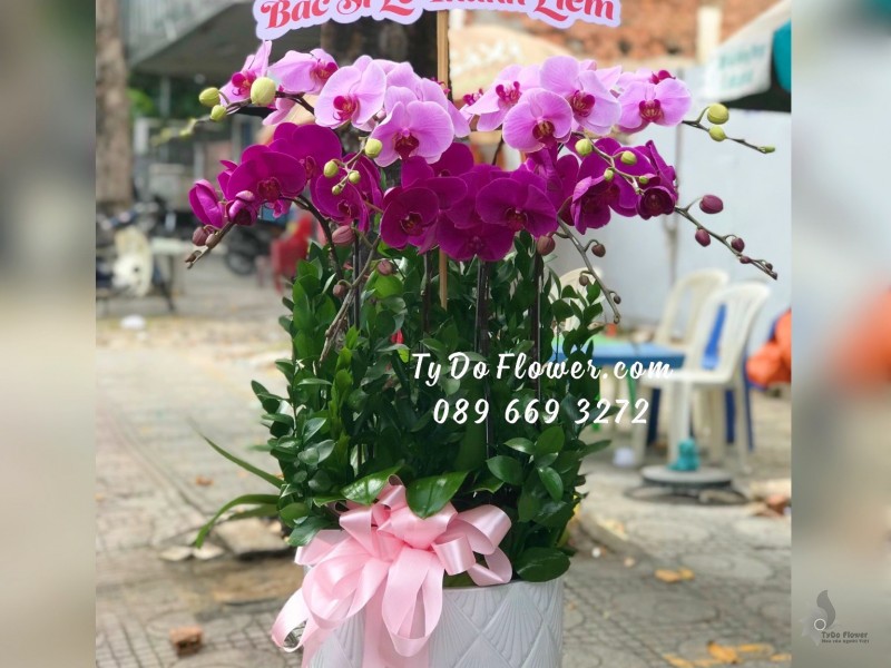 L12231237 CHẬU 8 CÀNH LAN HỒ ĐIỆP TÍM Hoa Chúc Mừng Ngày 22/12