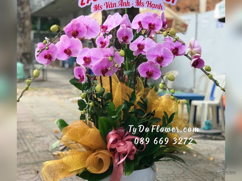 L12231238 CHẬU 7 CÀNH LAN HỒ ĐIỆP TÍM Hoa Chúc Mừng Tân Phó Giám Đốc