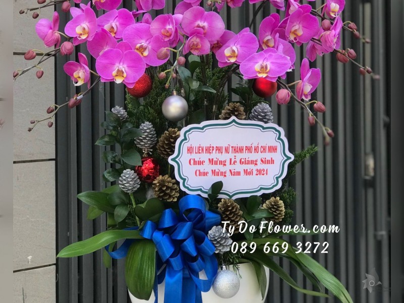 L12231239 CHẬU 8 CÀNH LAN HỒ ĐIỆP TÍM Hoa Chúc Mừng Lễ Giáng Sinh, Năm Mới