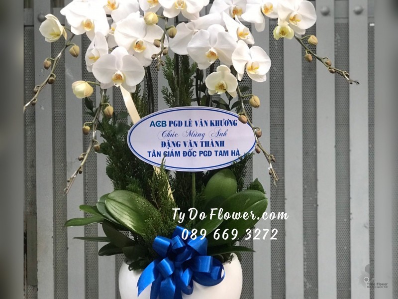 L01241267 CHẬU 5 CÀNH LAN HỒ ĐIỆP TRẮNG Hoa Chúc Mừng Tân Giám Đốc