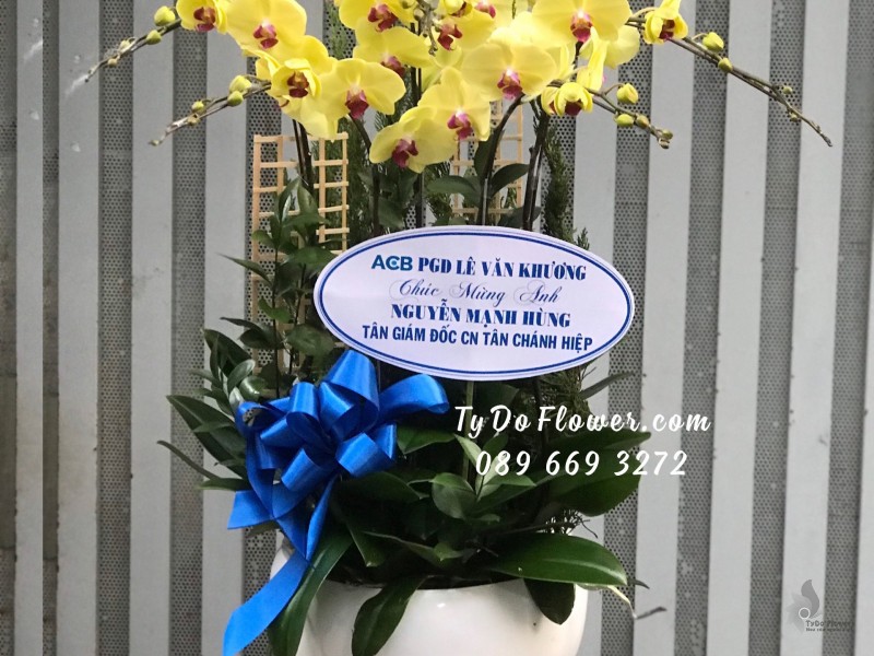 L01241268 CHẬU 7 CÀNH LAN HỒ ĐIỆP VÀNG Hoa Chúc Mừng Tân Giám Đốc