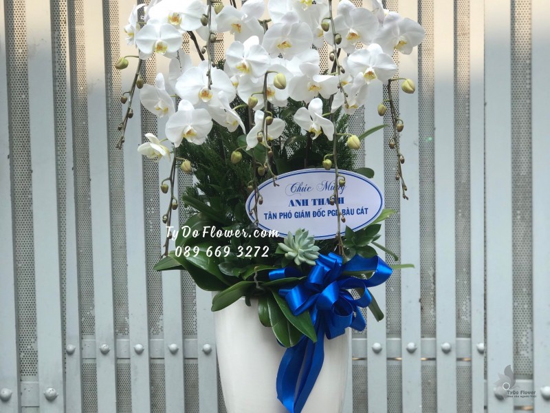 L01241275 CHẬU 9 CÀNH LAN HỒ ĐIỆP TRẮNG Hoa Chúc Mừng Tân Phó Giám Đốc