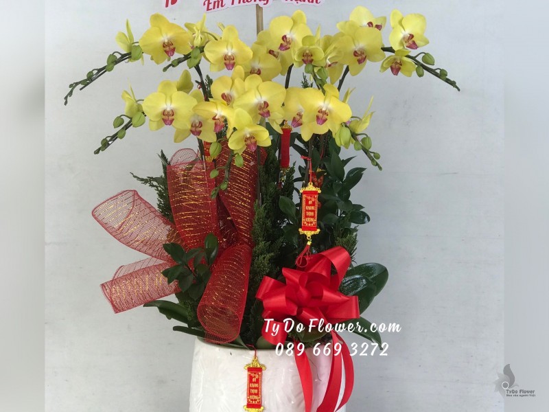 L01241279 CHẬU 7 CÀNH LAN HỒ ĐIỆP VÀNG Hoa Chúc Mừng Sinh Nhật