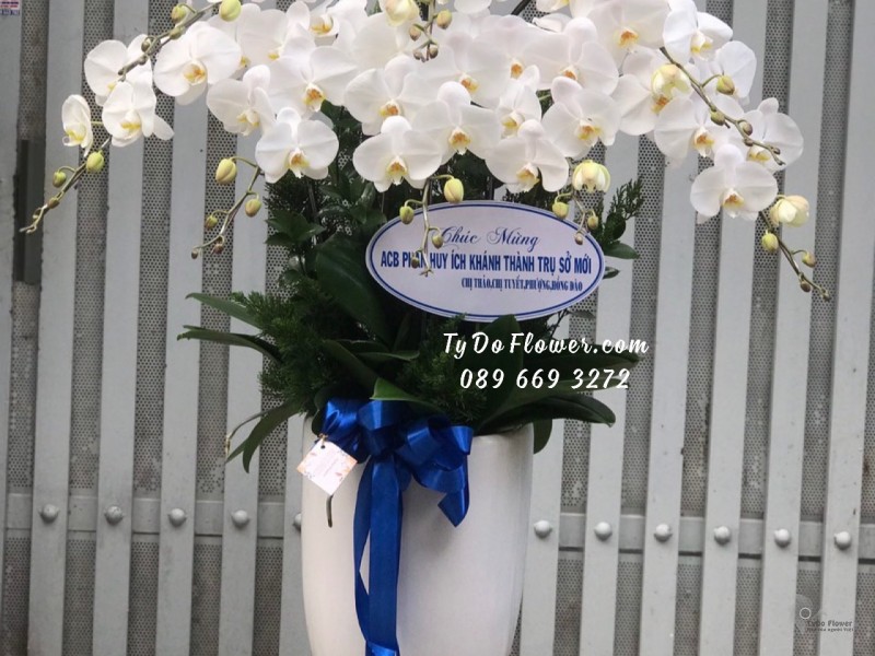 L01241283 CHẬU 9 CÀNH LAN HỒ ĐIỆP TRẮNG Hoa Chúc Mừng Khánh Thành Trụ Sở Mới