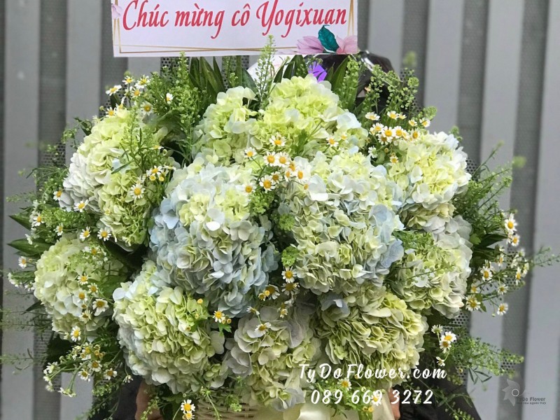 G01241285 GIỎ HOA CHÚC MỪNG thiết kế Hoa Cẩm Tú Cầu Xanh Bơ