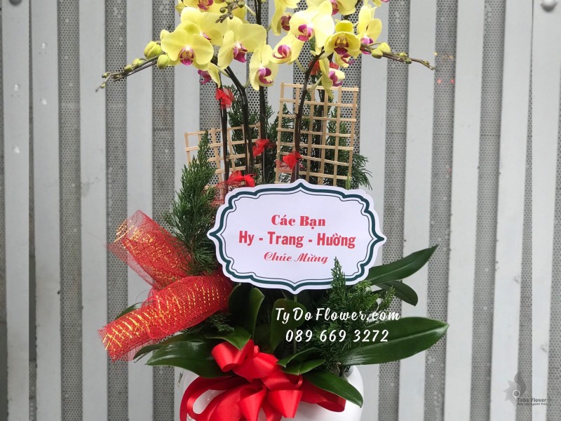 L01241293 CHẬU 5 CÀNH LAN HỒ ĐIỆP VÀNG Hoa Chúc Mừng