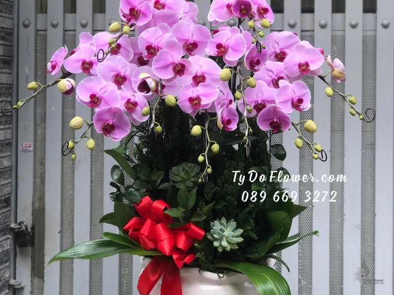 L01241311 CHẬU 9 CÀNH LAN HỒ ĐIỆP TÍM Hoa Chúc Mừng