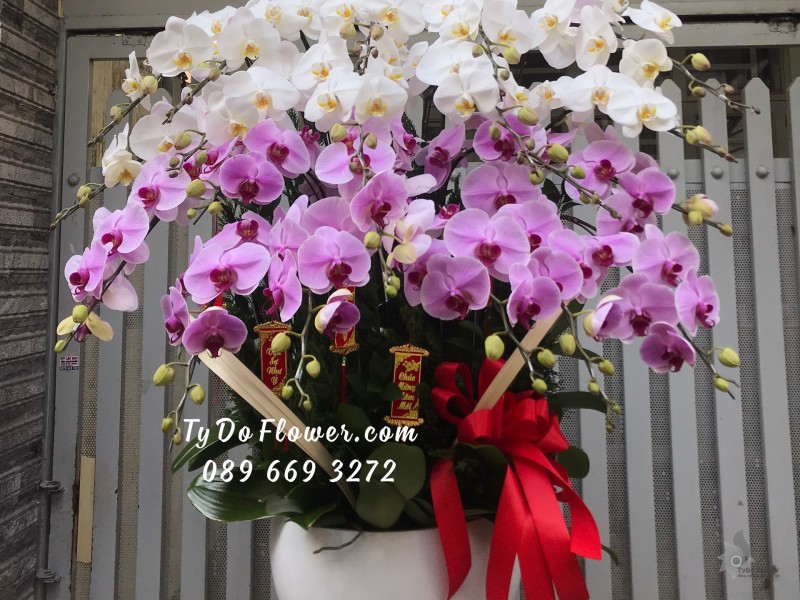 L01241327 CHẬU 20 CÀNH LAN HỒ ĐIỆP TRẮNG TÍM Hoa Chúc Mừng Năm Mới thiết kế chủ đề Tết