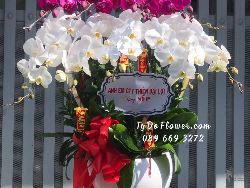 L02241341 CHẬU 09 CÀNH LAN HỒ ĐIỆP TRẮNG TÍM Hoa Chúc Mừng Năm Mới Sếp thiết kế chủ đề Tết