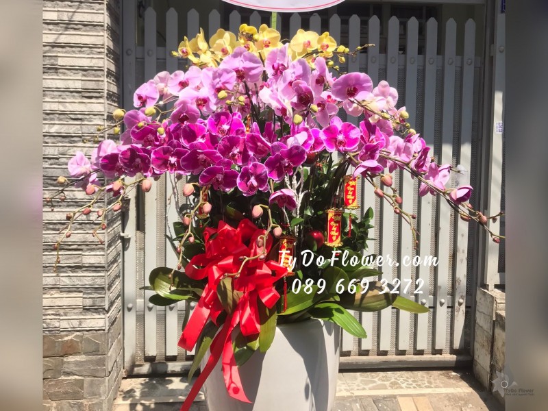 L02241346 CHẬU 30 CÀNH LAN HỒ ĐIỆP VÀNG TÍM HỒNG Hoa Chúc Mừng Năm Mới thiết kế chủ đề Tết