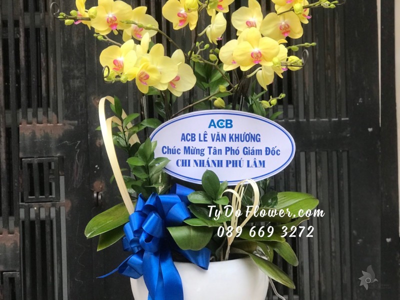L02241348 CHẬU 05 CÀNH LAN HỒ ĐIỆP VÀNG Hoa Chúc Mừng Tân Phó Giám Đốc