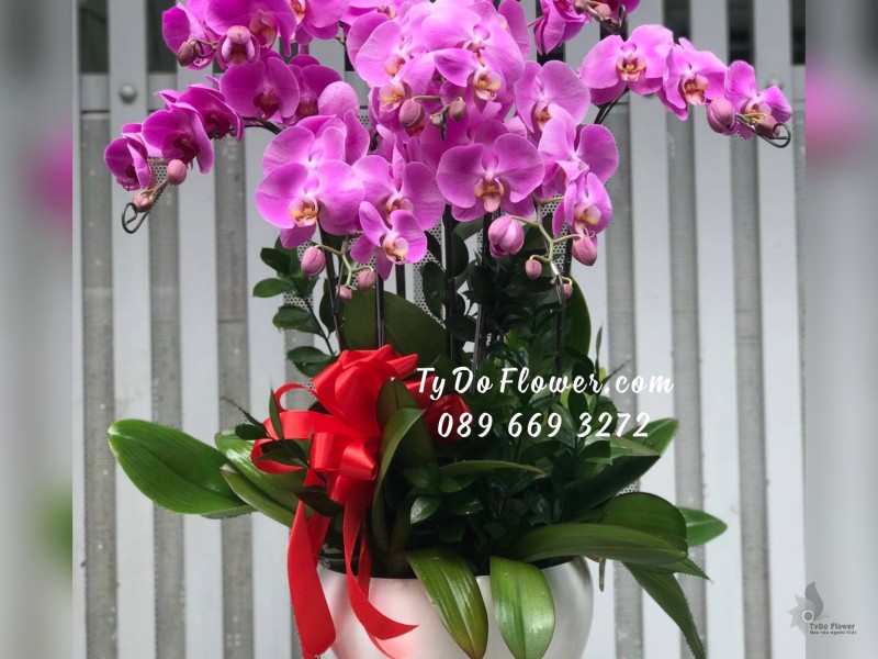L02241351 CHẬU 07 CÀNH LAN HỒ ĐIỆP TÍM HỒNG Hoa Chúc Mừng