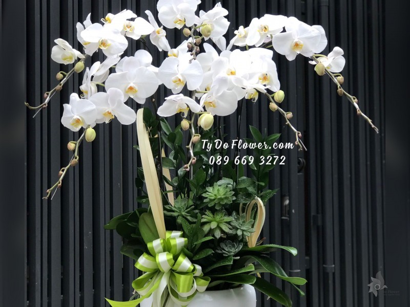 L02241354 CHẬU 06 CÀNH LAN HỒ ĐIỆP TRẮNG Hoa Chúc Mừng