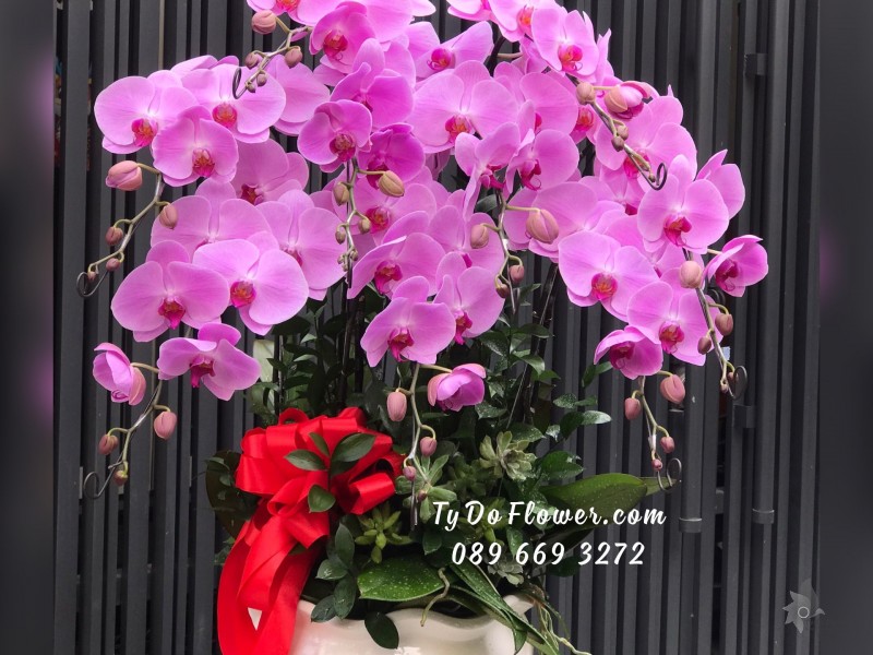L02241359 CHẬU 09 CÀNH LAN HỒ ĐIỆP TÍM HỒNG Hoa Chúc Mừng