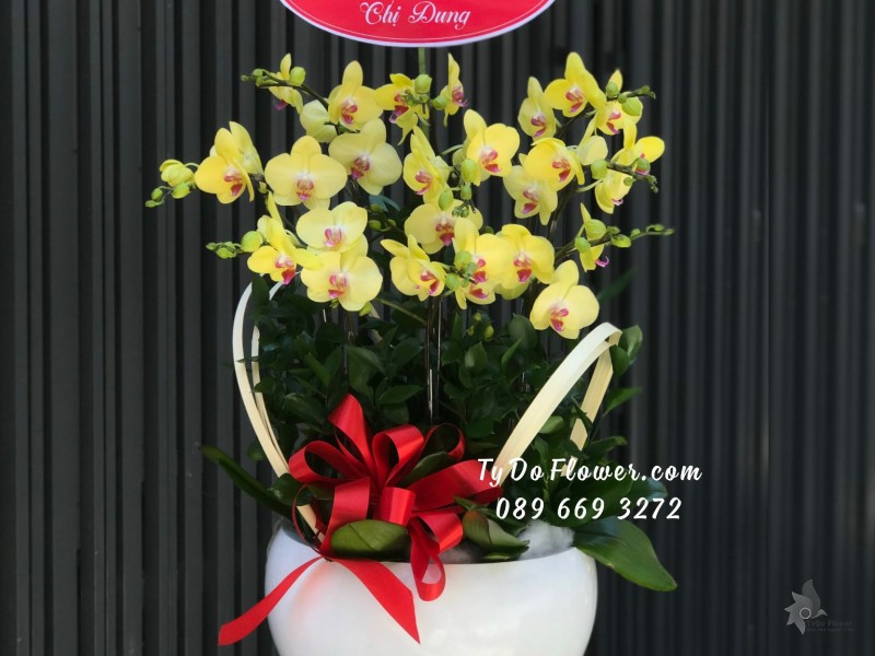 L02241360 CHẬU 09 CÀNH LAN HỒ ĐIỆP VÀNG Hoa Chúc Mừng Sinh Nhật