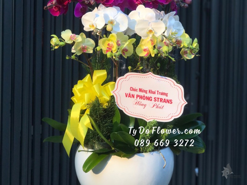 L02241378 CHẬU 10 CÀNH LAN HỒ ĐIỆP Thiết Kế 3 tầng 3 màu Tím Trắng Vàng, Hoa Chúc Mừng Khai Trương