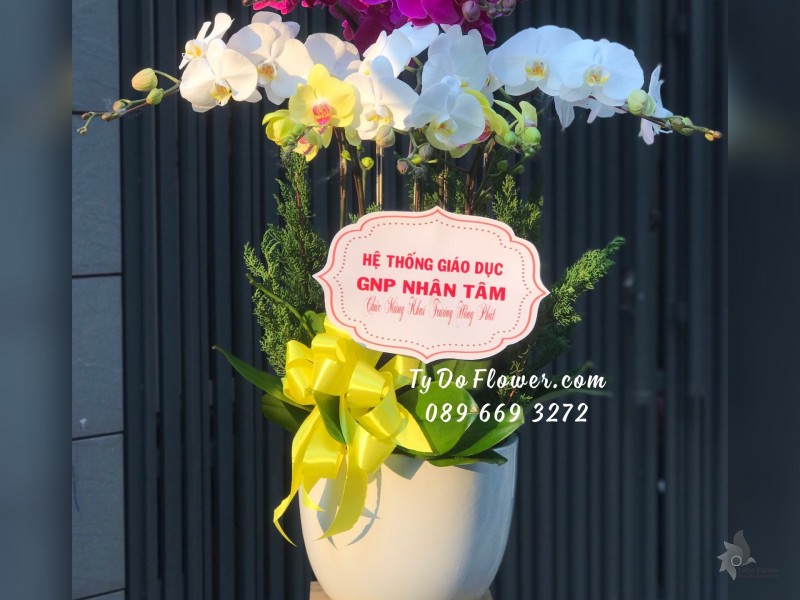 L02241379 CHẬU 7 CÀNH LAN HỒ ĐIỆP Thiết Kế 3 tầng 3 màu Tím Trắng Vàng, Hoa Chúc Mừng Khai Trương Hồng Phát