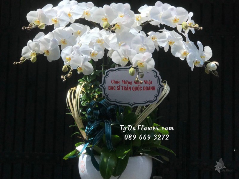 L03241457 CHẬU 7 CÀNH LAN HỒ ĐIỆP TRẮNG