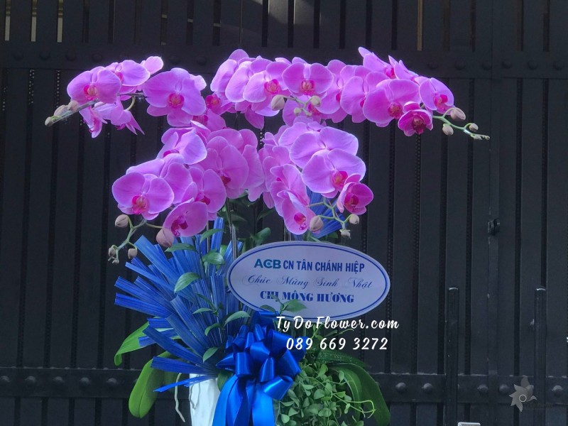 L03241458 CHẬU 5 CÀNH LAN HỒ ĐIỆP TÍM HỒNG