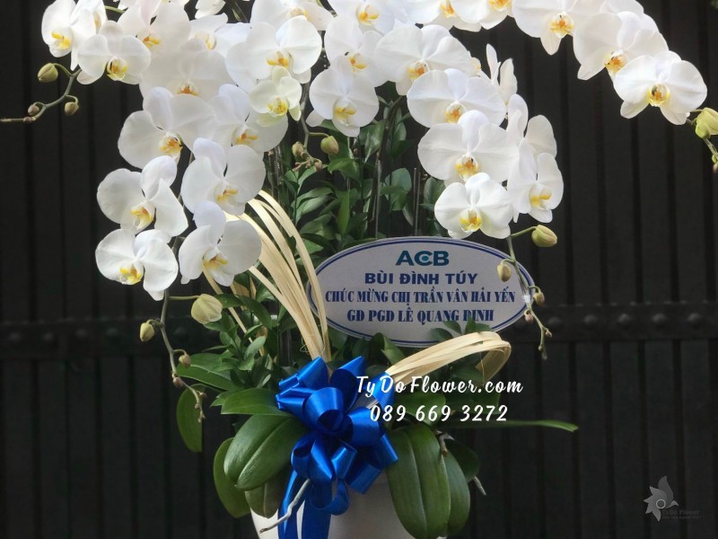 L03241468 CHẬU 5 CÀNH LAN HỒ ĐIỆP TRẮNG