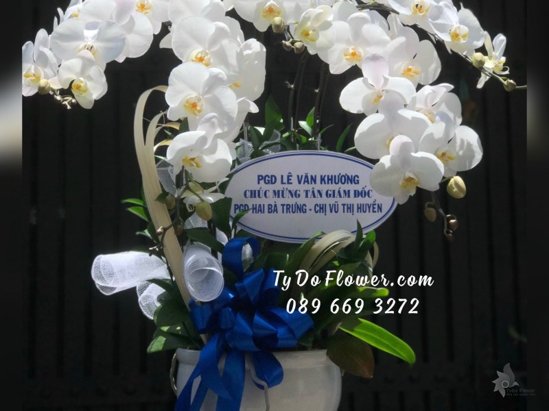 L03241469 CHẬU 5 CÀNH LAN HỒ ĐIỆP TRẮNG Hoa Chúc Mừng Tân Giám Đốc