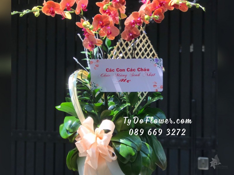 L04241506 CHẬU 5 CÀNH LAN HỒ ĐIỆP ĐỎ CAM