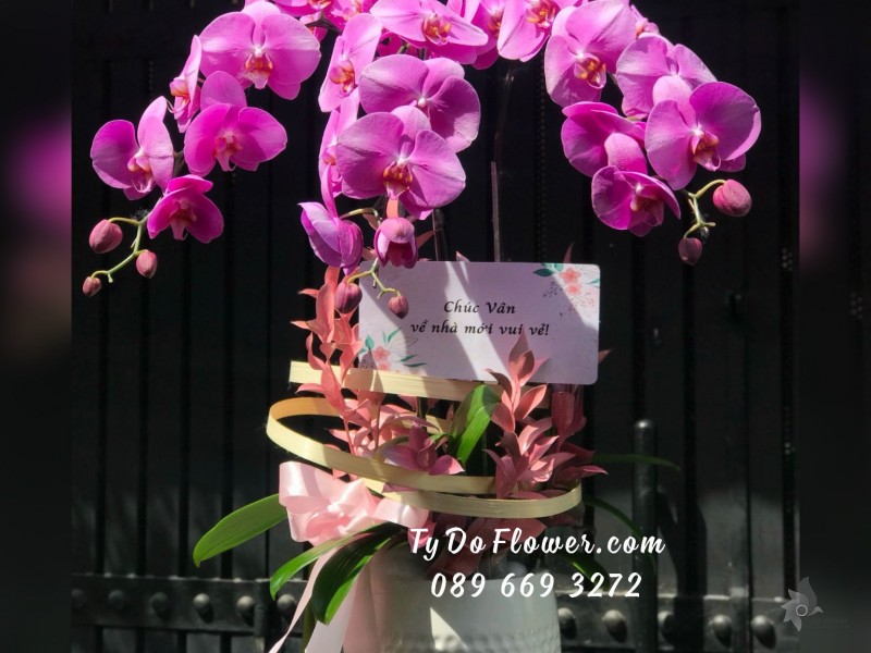 L05241590 CHẬU 3 CÀNH LAN HỒ ĐIỆP TÍM HỒNG