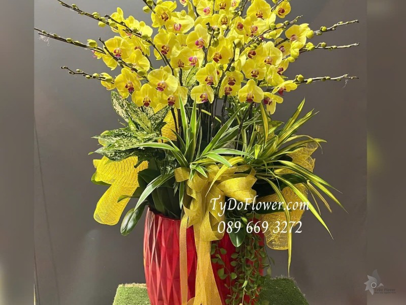 L012514 CHẬU 20 CÀNH LAN HỒ ĐIỆP VÀNG Hoa Chúc Mừng Thiết kế trang trí cây xanh tiểu cảnh