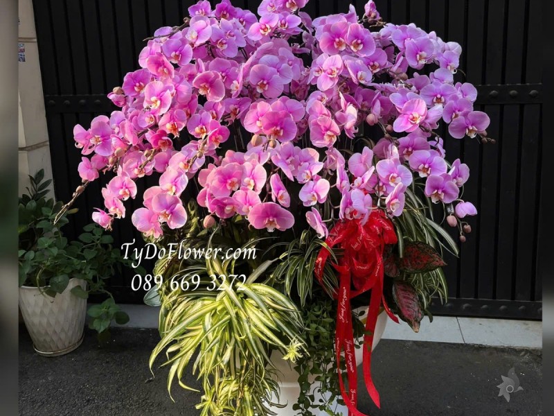 L012516 CHẬU 40 CÀNH LAN HỒ ĐIỆP HỒNG TÍM Hoa Chúc MừngNăm Mới Thiết kế trang trí cây xanh tiểu cảnh