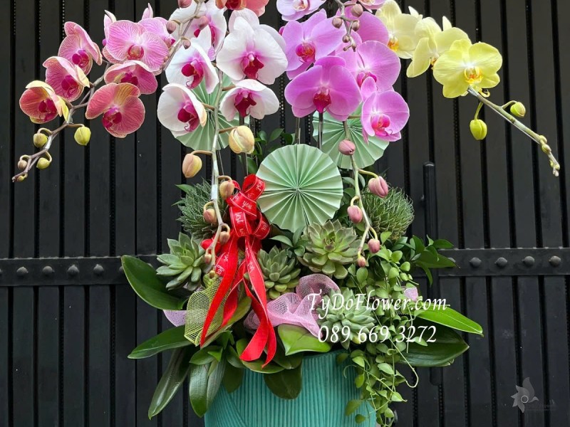 L012518 CHẬU 6 CÀNH LAN HỒ ĐIỆP ĐA SẮC Hoa Chúc Mừng Thiết kế trang trí cây xanh tiểu cảnh, hoa sen đá