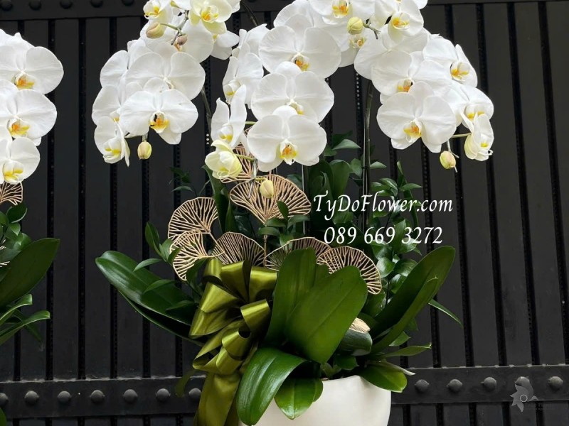 L012519 CHẬU 5 CÀNH LAN HỒ ĐIỆP TRẮNG Hoa Chúc Mừng Thiết kế trang trí phụ kiện sang trọng