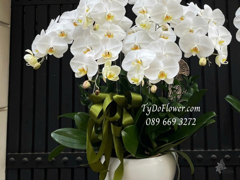 L012520 CHẬU 6 CÀNH LAN HỒ ĐIỆP TRẮNG Hoa Chúc Mừng Thiết kế trang trí phụ kiện sang trọng