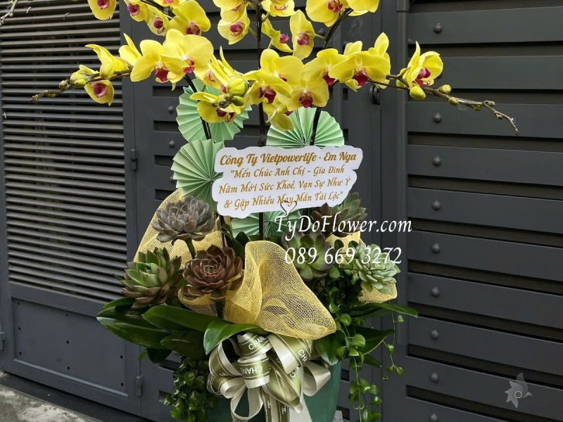 L012525 CHẬU 06 CÀNH LAN HỒ ĐIỆP VÀNG Hoa Chúc Mừng trang trí trang trí cây xanh tiểu cảnh, hoa sen đá