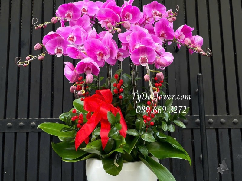 L012526 CHẬU 07 CÀNH LAN HỒ ĐIỆP HỒNG TÍM Hoa Chúc Mừng trang trí cơ bản