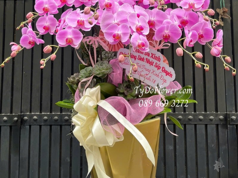 L012529 CHẬU 09 CÀNH LAN HỒ ĐIỆP HỒNG Hoa Chúc Mừng Sinh Nhật Sếp trang trí phụ kiện và hoa sen đá