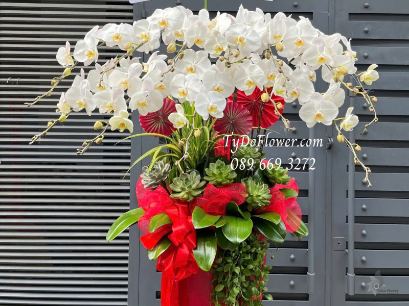 L0125163 CHẬU 12 CÀNH LAN HỒ ĐIỆP TRẮNG Hoa Chúc Mừng Ngày Thành Lập Thiết kế Hoa Sen Đá, Cây Xanh Tiểu Cảnh, Trang Trí Phụ Kiện Đỏ Cao Cấp