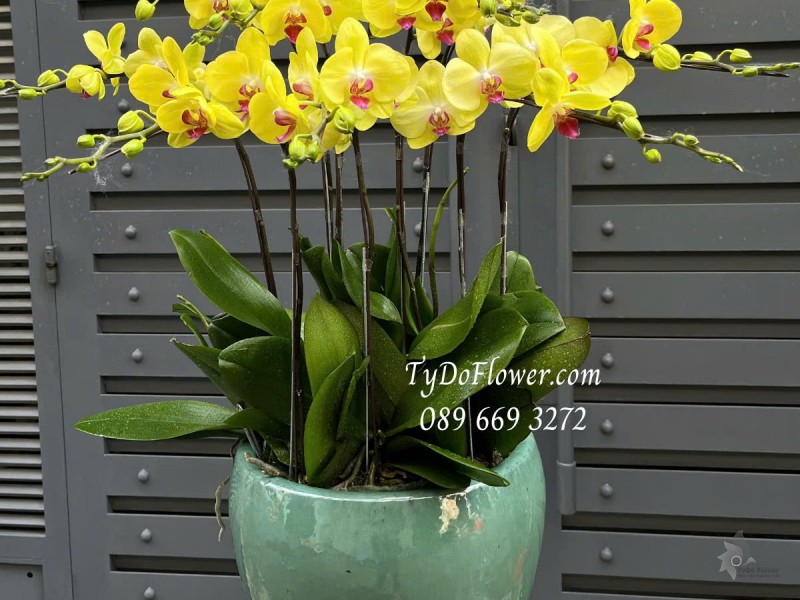 L0125164 CHẬU 09 CÀNH LAN HỒ ĐIỆP VÀNG Hoa Chúc Mừng