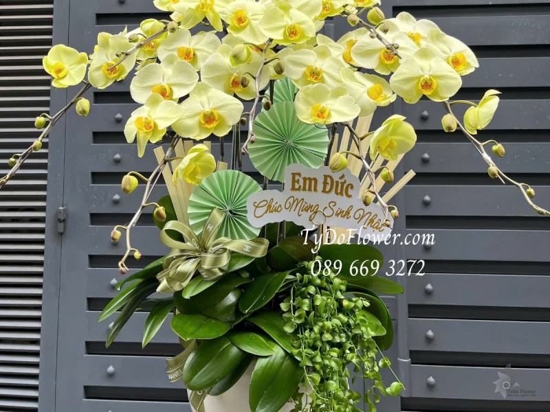 L0125165 CHẬU 07 CÀNH LAN HỒ ĐIỆP VÀNG CHANH Hoa Chúc Mừng Sinh Nhật Thiết kế Cây Xanh Tiểu Cảnh, Phụ Kiện Trang Trí Cao Cấp
