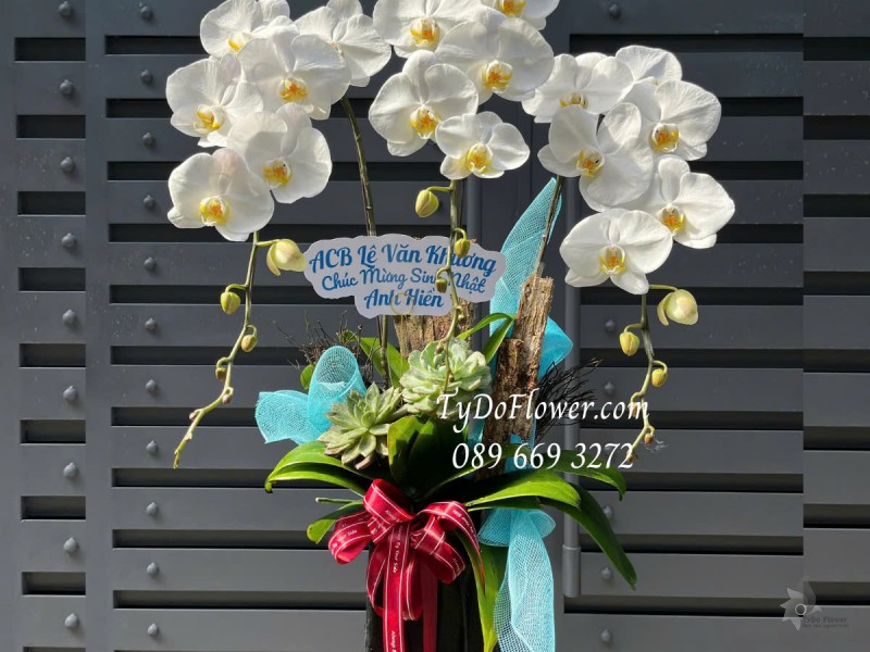 L0125171 CHẬU 03 CÀNH LAN HỒ ĐIỆP TRẮNG Hoa Chúc Mừng Sinh Nhật Thiết kế Hoa Sen Đá, Phụ Kiện Trang Trí Cao Cấp